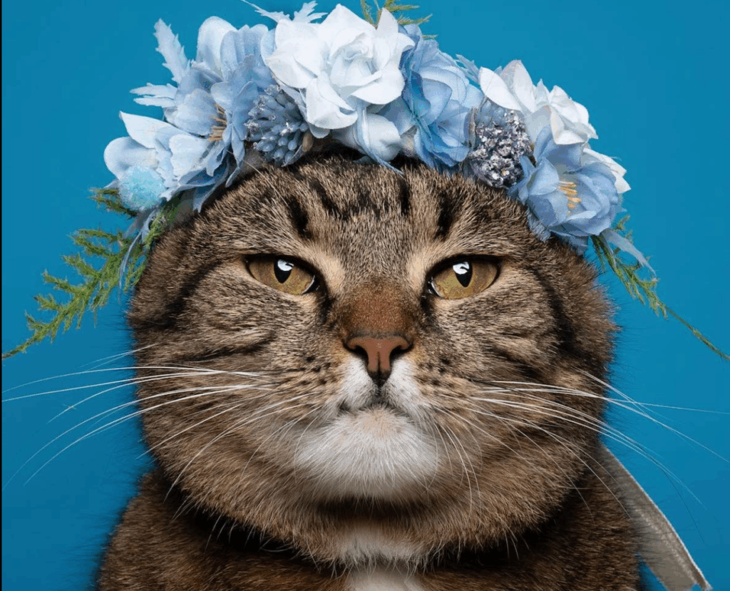 Funny Instagram Bio for Boys + Best Matching Headshot Style