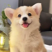AI Pet Portrait reference